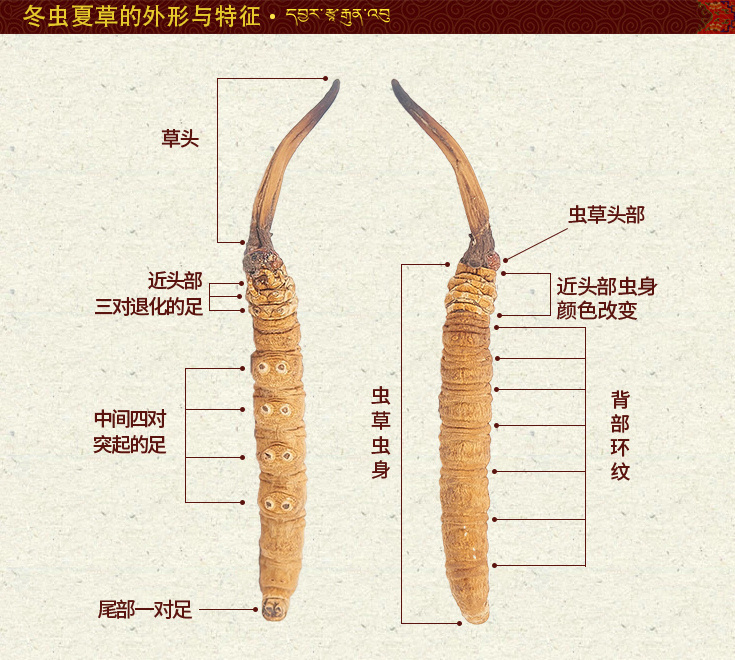 冬蟲夏草有哪幾個組成部分,冬蟲夏草各組成部分的稱呼和名稱