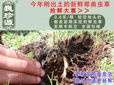 ���r���x�Ĳݣ��������r�x����Ρ��Դ0.6��/���^�����r�������x�Ĳݣ������ڳ����������^�����r�x��